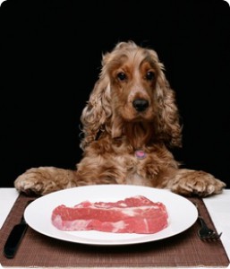 1270747441-dog_eating_steak.jpg